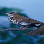 Pair of songbirds perching on a branch