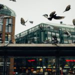 Shows birds in an urban area