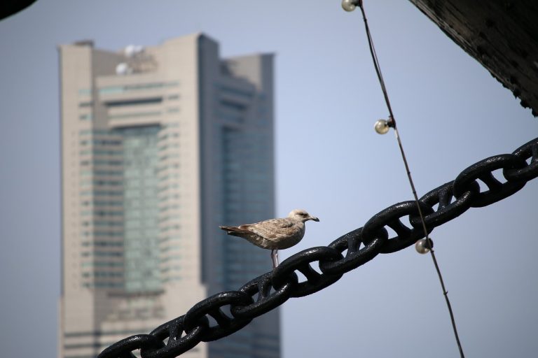 Sea gull perched on metal chain hanging in an urban area