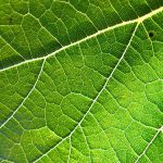 https://commons.wikimedia.org/wiki/File:Grapevine_leaf.jpg