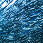Photo of salmon fish taken at the Seattle aquarium