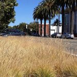 A Bay Area-friendly stormwater curb extension in California.