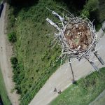 Conservation Drone monitoring an Osprey Nest