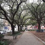 Oak trees in Lafayette Square, New Orleans