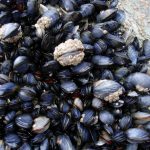 Cornish mussles