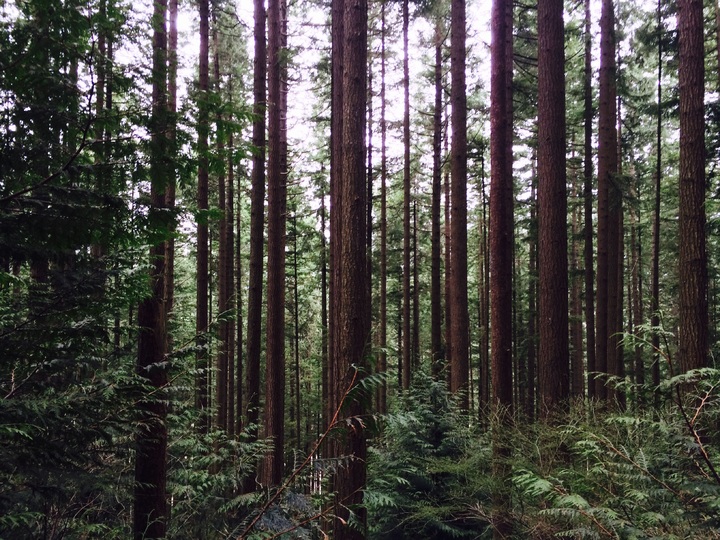 seattle forest