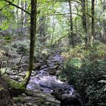 Water running through creek
