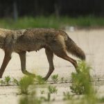 A mother coyote evades animal control in a vacant lot near the 1300 block of Larrabee Street, June 3, 2011, in Chicago, Illinois.