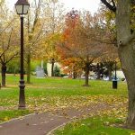 The value of nature in cities.