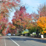 Looking north on 35th Avenue NE from just south of NE 85th Street, Meadowbrook/Lake City, Seattle, Washington.