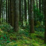 A green and thickly forested area