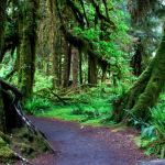 A picturesque view of Olympic National Parks