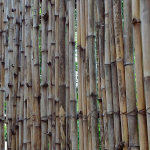 A close up of bamboo shoots lined up and tied to gather to create a structure.