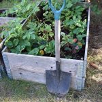 Backyard vegetable garden.