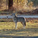 A coyote stands watch in Discovery Park, Seattle.