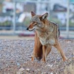 An early morning capture of an urban coyote.