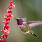 Anna's Hummingbird (Calypte anna) eating nectar from a pink flower on the left side of the image.