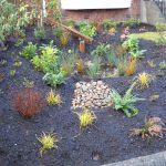 A rain garden with several small plants and soils.