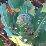 A close up look at a young broccoli at Renew Church garden.