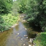 A calm stream surrounded by trees and other greenery.