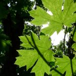 Close up image of bigleaf maple leaves on a tree branch