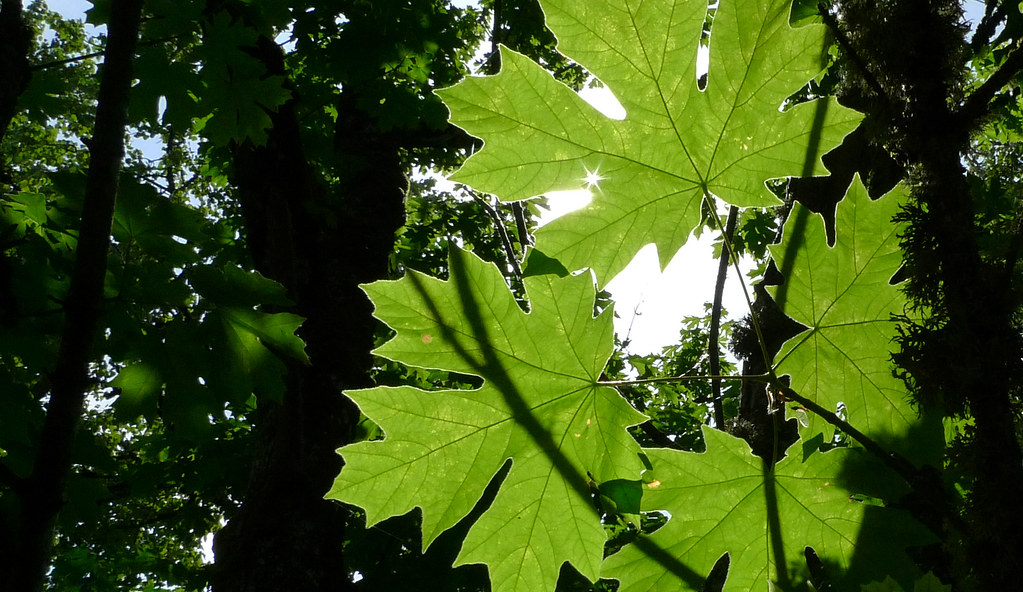 big leaf maple genus