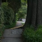 Sidewalk broken by the expansion of tree roots