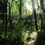 Trees and bushes in the forest outside the Daybreak Star Indian Cultural Center