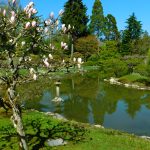 A pond surrounded by trees and shrubs in the UW Botanic Garden