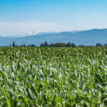 A field of corn in Washington is in the foreground with mountains in the distance.
