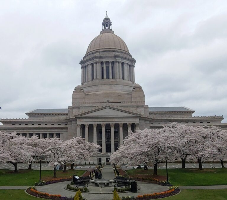Washington State Capitol campus on an overcast spring day, cherry blossoms between photographer and the legislative building. Photo taken from the steps of the former state library.