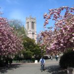 collegiate gothic style tower of Gerberding Hall, the administration building at the University of Washington, on sunny day with blue sky surrounded by pink blossomed cherry trees.